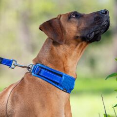 Rogz Classic Collar Padded Blue XXlarge 48-70cm