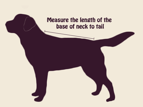 Dog Coat Measuring