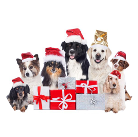 Dog Christmas Cards Christmas Dog Toys Everything Christmas