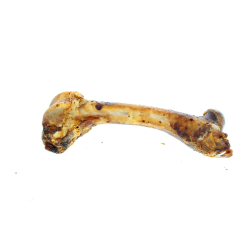 Lamb Bone